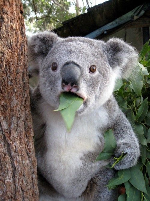 Awkward koala by the food