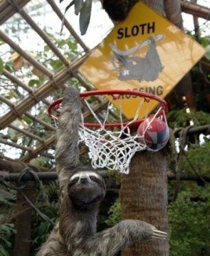 Sloth say Just Do It